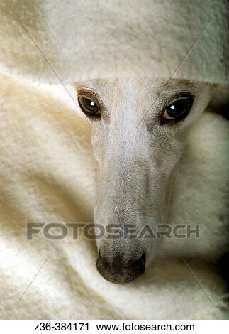Polish Hound with blanket View Large Photo Image Stock Image - Polish Hound with blanket. Fotosearch