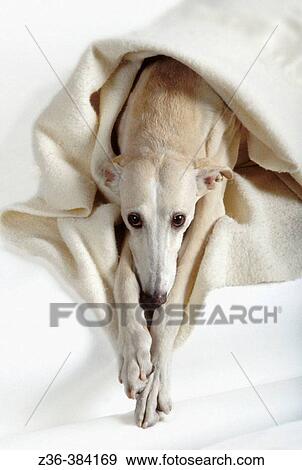 Stock Photo - Polish Hound with blanket. Fotosearch