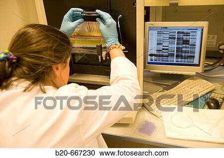Polyacrylamide gel electrophoresis. Automatic sequencer. LICOR system, Biotechnology Laboratory, Neiker Tecnalia, Instituto de Investigaci? n y Desarrollo Agrario, Ganadero, Forestal y del Medio Natural, Arkaute, Alava, Euskadi, Spain. View Large Photo Image Stock Image - Polyacrylamide gel electrophoresis. Automatic sequencer. LICOR system, Biotechnology Laboratory, Neiker Tecnalia, Instituto de Investigaci? n y Desarrollo Agrario, Ganadero, Forestal y del Medio Natural, Arkaute, Alava, Euskadi, Spain.. Fotosearch