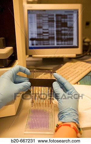 Polyacrylamide gel electrophoresis. Automatic sequencer. LICOR system, Biotechnology Laboratory, Neiker Tecnalia, Instituto de Investigaci? n y Desarrollo Agrario, Ganadero, Forestal y del Medio Natural, Arkaute, Alava, Euskadi, Spain. View Large Photo Image Stock Image - Polyacrylamide gel electrophoresis. Automatic sequencer. LICOR system, Biotechnology Laboratory, Neiker Tecnalia, Instituto de Investigaci? n y Desarrollo Agrario, Ganadero, Forestal y del Medio Natural, Arkaute, Alava, Euskadi, Spain.. Fotosearch