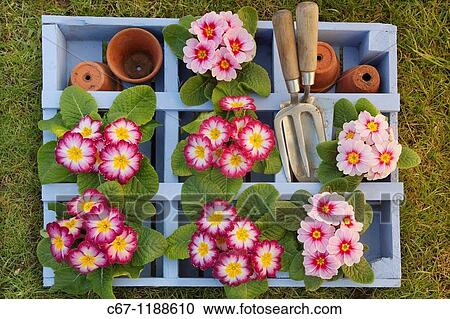 Polyanthus in Garden Setting Norfolk february View Large Photo Image Stock Image - Polyanthus in Garden Setting Norfolk february. Fotosearch