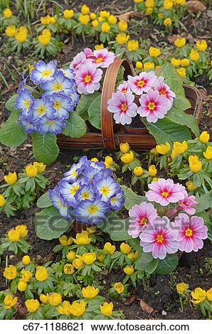 Stock Image - Polyanthus in Garden Setting Norfolk february. Fotosearch