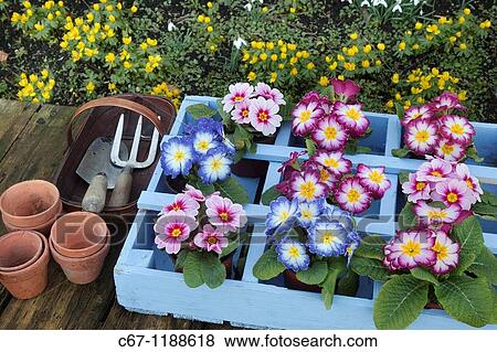 Polyanthus in Garden Setting Norfolk february View Large Photo Image Stock Photo - Polyanthus in Garden Setting Norfolk february. Fotosearch