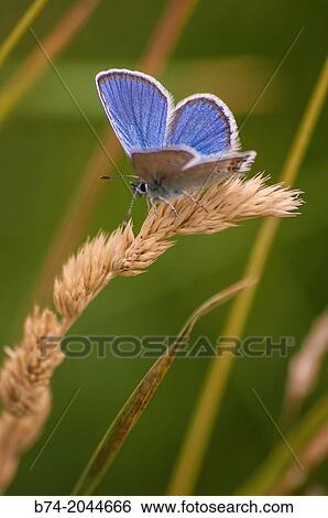Polyommatus bellargus, crevoux, hautes alpes, france. View Large Photo Image Stock Photograph - Polyommatus bellargus, crevoux, hautes alpes, france.. Fotosearch