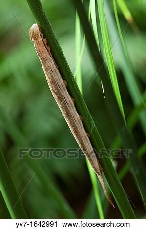 Polyxena Eryphanis Caterpillar Benalmadena Butterfly Park, Benalmadena, Malaga, Spain View Large Photo Image Stock Image - Polyxena Eryphanis Caterpillar Benalmadena Butterfly Park, Benalmadena, Malaga, Spain. Fotosearch