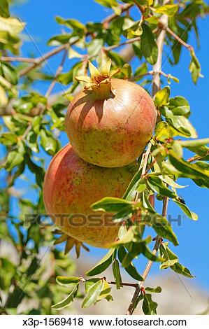 Stock Photo - Pomegranates Lleida, Catalonia, Spain,. Fotosearch