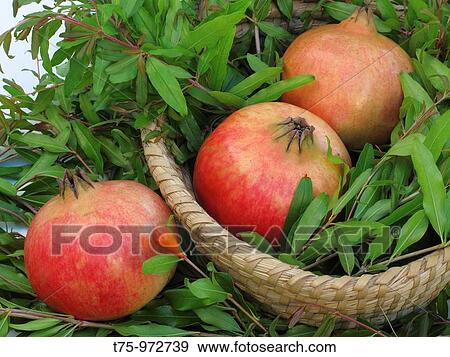 Pomegranates View Large Photo Image Stock Photo - Pomegranates. Fotosearch