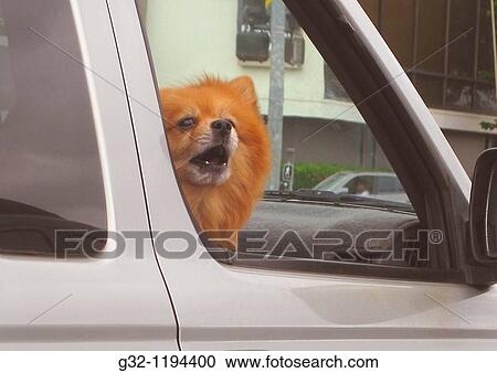Pomeranian dog in car View Large Photo Image Stock Image - Pomeranian dog in car. Fotosearch