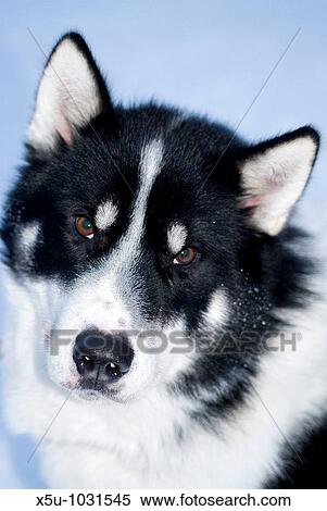 Stock Photography - Pompa, Greenlandic sled dog Danish Special Forces, Sirius Dog Patrol, North East Greenland. Fotosearch