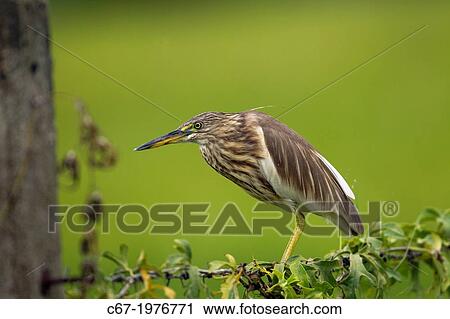 Pond Heron Ardeola grayii with captured Frog. View Large Photo Image Stock Image - Pond Heron Ardeola grayii with captured Frog.. Fotosearch