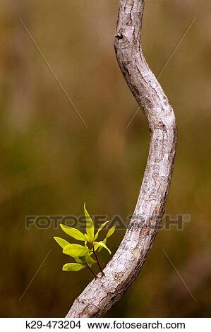 Pondapple leaves emerging from branch. Everglades NP, FL, USA View Large Photo Image Picture - Pondapple leaves emerging from branch. Everglades NP, FL, USA. Fotosearch