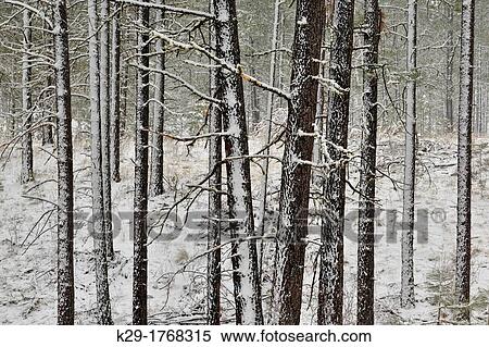 Stock Photography - Ponderosa pine forest in spring blizzard, near the Disautel summit, Disautel, Colville Indian Reservation, Wasington, USA. Fotosearch