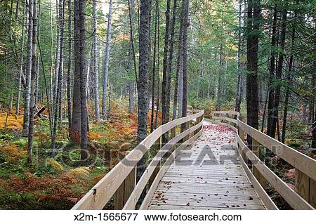 Stock Photo - Pondicherry Wildlife Refuge - Mud Pond Trail in Jefferson, New Hampshire USA during the autumn months. Fotosearch