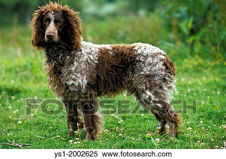 Pont Audemer Spaniel Dog standing on Grass. View Large Photo Image Stock Photography - Pont Audemer Spaniel Dog standing on Grass.. Fotosearch