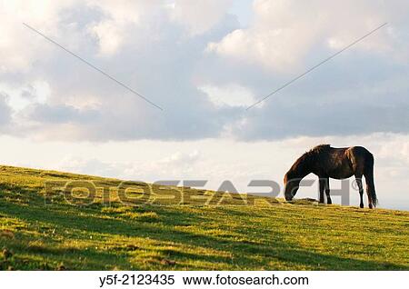 Stock Photography - Pony at the moors of Exmoor national park.. Fotosearch
