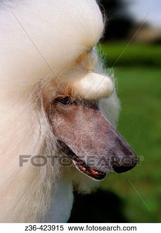 Poodle dog portrait View Large Photo Image Stock Photography - Poodle dog portrait. Fotosearch