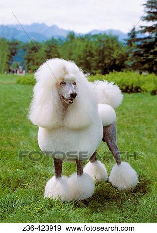 Poodle dog standing on grass mountains on background View Large Photo Image Stock Photo - Poodle dog standing on grass mountains on background. Fotosearch