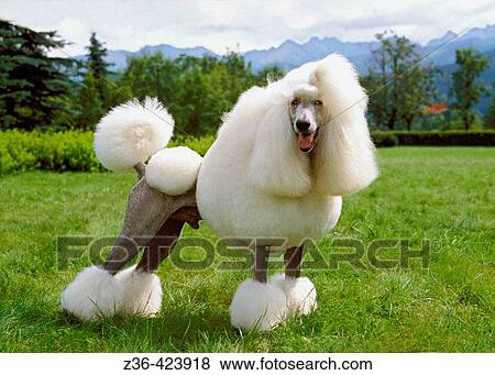 Stock Photo - Poodle dog standing on grass. Fotosearch