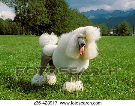 Poodle dog View Large Photo Image Stock Photo - Poodle dog. Fotosearch