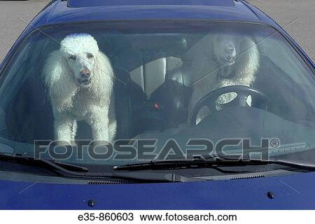 poodles. dogs. driving car. auto. animals. humor View Large Photo Image Stock Image - poodles. dogs. driving car. auto. animals. humor. Fotosearch