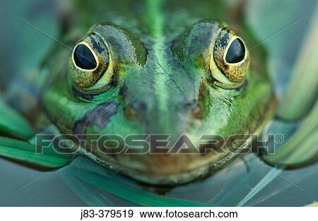 Pool Frog (Rana lessonae). North Rhine Westphalia. Germany View Large Photo Image Stock Photo - Pool Frog (Rana lessonae). North Rhine Westphalia. Germany. Fotosearch