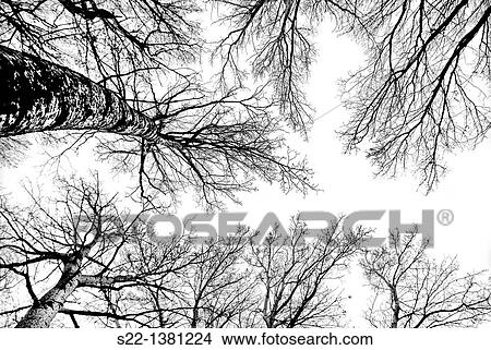 Poplar grove. White Poplars (Populus alba). Toledo province, Castile-La Mancha, Spain View Large Photo Image Picture - Poplar grove. White Poplars (Populus alba). Toledo province, Castile-La Mancha, Spain. Fotosearch