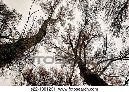 Poplar grove. White Poplars (Populus alba). Toledo province, Castile-La Mancha, Spain View Large Photo Image Stock Image - Poplar grove. White Poplars (Populus alba). Toledo province, Castile-La Mancha, Spain. Fotosearch