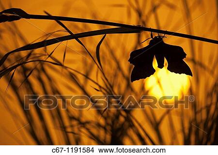 Poplar Hawk-moth Laothoe populi at sunset View Large Photo Image Picture - Poplar Hawk-moth Laothoe populi at sunset. Fotosearch