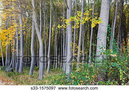 Poplar in the Dulce river gorge Aragosa Guadalajara Castilla la Mancha Spain View Large Photo Image Stock Photo - Poplar in the Dulce river gorge Aragosa Guadalajara Castilla la Mancha Spain. Fotosearch