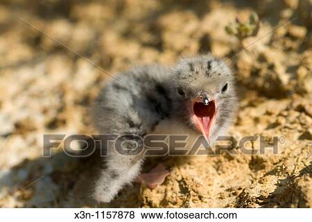 Poplar island bird View Large Photo Image Stock Photo - Poplar island bird. Fotosearch