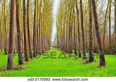 poplar, populus spp., forest near Moirax, Laperche, Lot-et-Garonne Department, Aquitaine, France. View Large Photo Image Stock Image - poplar, populus spp., forest near Moirax, Laperche, Lot-et-Garonne Department, Aquitaine, France.. Fotosearch