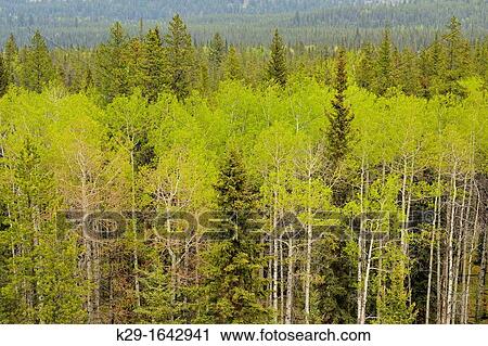 Poplars and pines in the Athabasca River Valley from the Marmot Basin Road, Jasper NP, Alberta, Canada View Large Photo Image Stock Image - Poplars and pines in the Athabasca River Valley from the Marmot Basin Road, Jasper NP, Alberta, Canada. Fotosearch