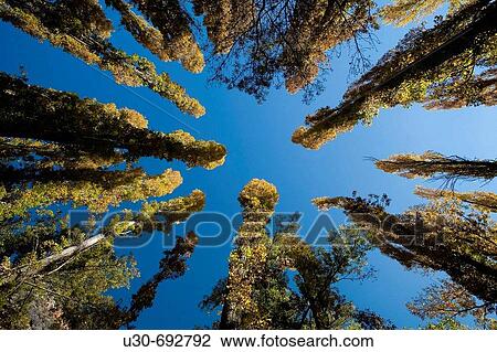 Poplars, Hoces del Duraton Natural Park. Segovia. Castilla-Leon, Spain View Large Photo Image Stock Image - Poplars, Hoces del Duraton Natural Park. Segovia. Castilla-Leon, Spain. Fotosearch