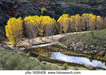 Poplars with autumn yellow leaves, Moldones, Aliste, Province of Zamora, Castile-Leon, Spain View Large Photo Image Stock Photo - Poplars with autumn yellow leaves, Moldones, Aliste, Province of Zamora, Castile-Leon, Spain. Fotosearch