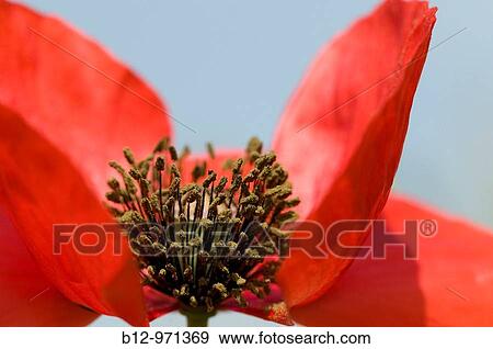 Poppie (Papaver rhoeas) View Large Photo Image Stock Photo - Poppie (Papaver rhoeas). Fotosearch