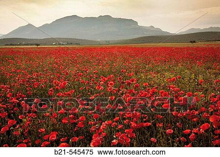 Poppies blossom. Near Villanueva del Trabuco, Malaga province, Andalusia, Spain. View Large Photo Image Stock Photography - Poppies blossom. Near Villanueva del Trabuco, Malaga province, Andalusia, Spain.. Fotosearch