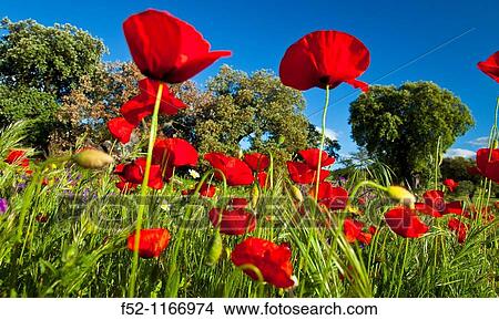 Poppies in a meadow, La Serena, Badajoz province, Extremadura, Spain View Large Photo Image Picture - Poppies in a meadow, La Serena, Badajoz province, Extremadura, Spain. Fotosearch