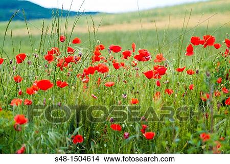 Poppies in a wheat field in La Rioja. Spain. Europe. View Large Photo Image Picture - Poppies in a wheat field in La Rioja. Spain. Europe.. Fotosearch