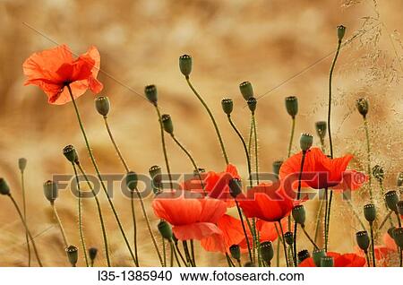 Poppies in a wheat field View Large Photo Image Stock Image - Poppies in a wheat field. Fotosearch