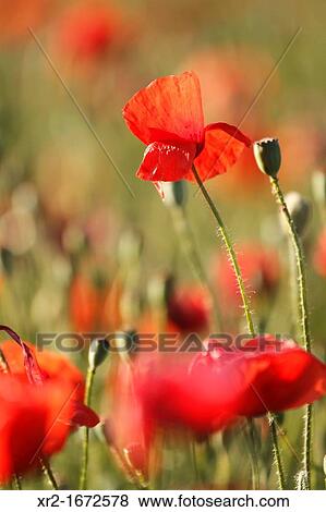 Poppies in Bardenas Reales, Navarre, Spain. View Large Photo Image Stock Photo - Poppies in Bardenas Reales, Navarre, Spain.. Fotosearch