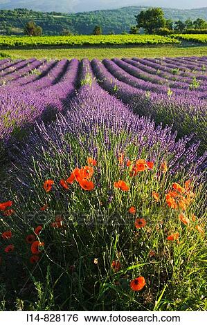 Poppies in Lavender field, Provence, France View Large Photo Image Stock Photograph - Poppies in Lavender field, Provence, France. Fotosearch