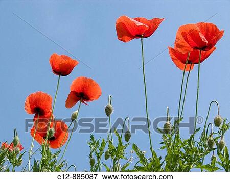Poppies View Large Photo Image Stock Photo - Poppies. Fotosearch