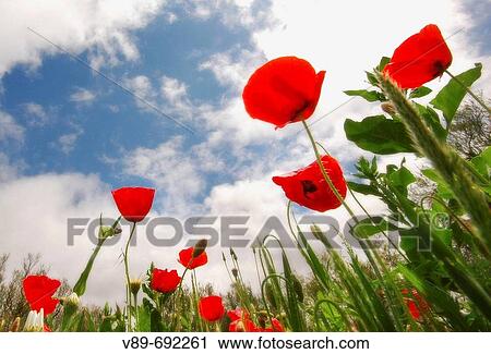 Stock Image - Poppies, Tablas de Daimiel National Park. Ciudad Real province, Castilla-La Mancha, Spain. Fotosearch