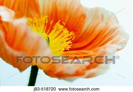Poppy blossom View Large Photo Image Stock Image - Poppy blossom. Fotosearch