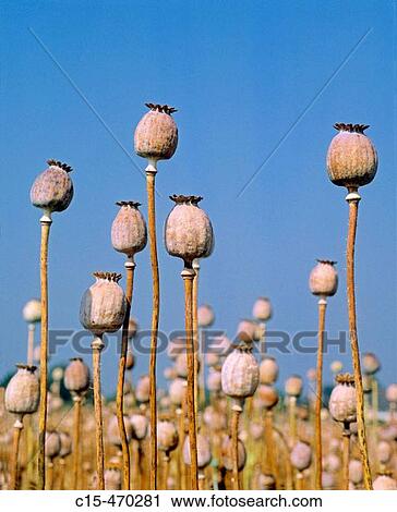 Poppy capsules View Large Photo Image Stock Image - Poppy capsules. Fotosearch