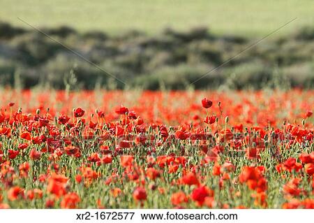 Stock Photo - Poppy field in Bardenas Reales, Navarre, Spain.. Fotosearch