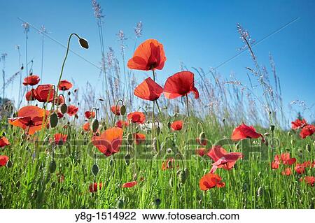 Poppy field, Poland, Europe View Large Photo Image Stock Image - Poppy field, Poland, Europe. Fotosearch
