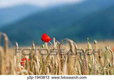 Poppy flower in a wheat field in Bulgaria. View Large Photo Image Stock Image - Poppy flower in a wheat field in Bulgaria.. Fotosearch