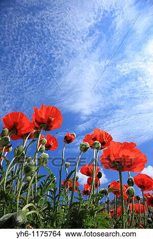 Poppy flowers, France, Savoie, Val d? Isere View Large Photo Image Picture - Poppy flowers, France, Savoie, Val d? Isere. Fotosearch