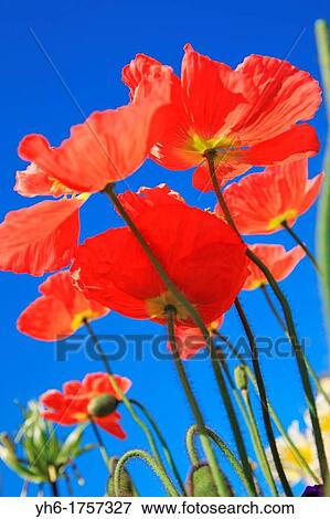 Poppy flowers, Germany, Bavaria, Lindau View Large Photo Image Stock Photo - Poppy flowers, Germany, Bavaria, Lindau. Fotosearch
